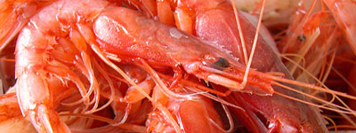 crostacei-frutti-di-mare-home-pescheria-de-salvo-srl-vendita-distribuzione-pesce-fresco-surgelato-prodotti-congelati-matera-basilicata-puglia